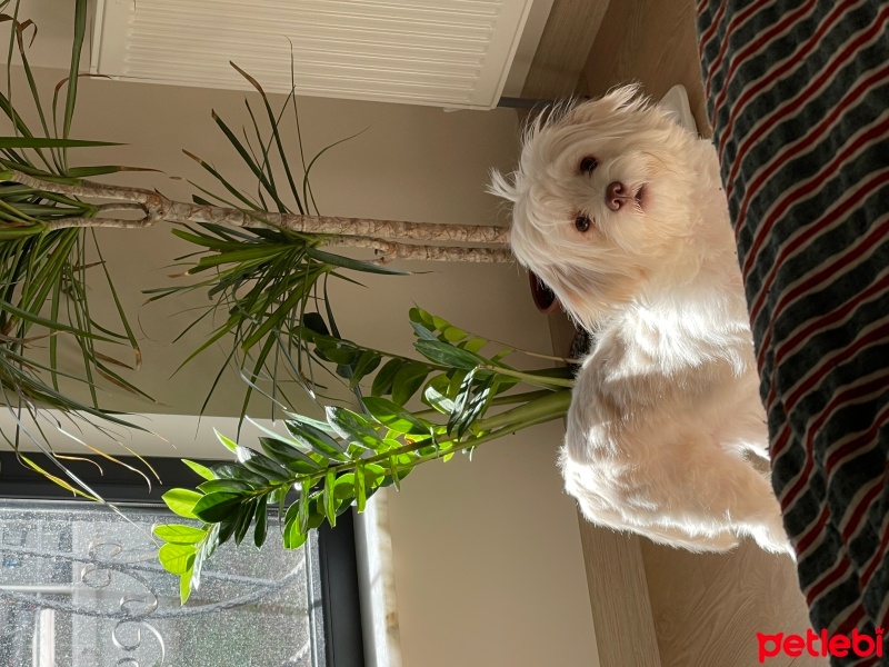 Maltese, Köpek  Bueno fotoğrafı