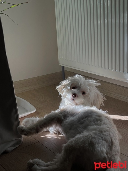 Maltese, Köpek  Bueno fotoğrafı