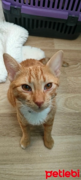 Sarman, Kedi  Mia fotoğrafı