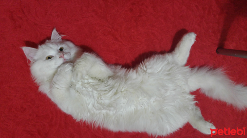 Chinchilla, Kedi  Pasa fotoğrafı