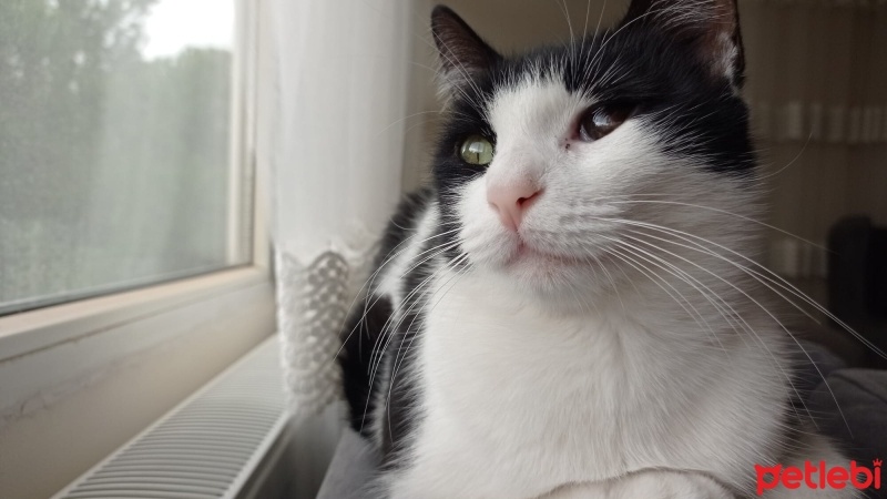 Tekir Kedi, Kedi  Molly fotoğrafı