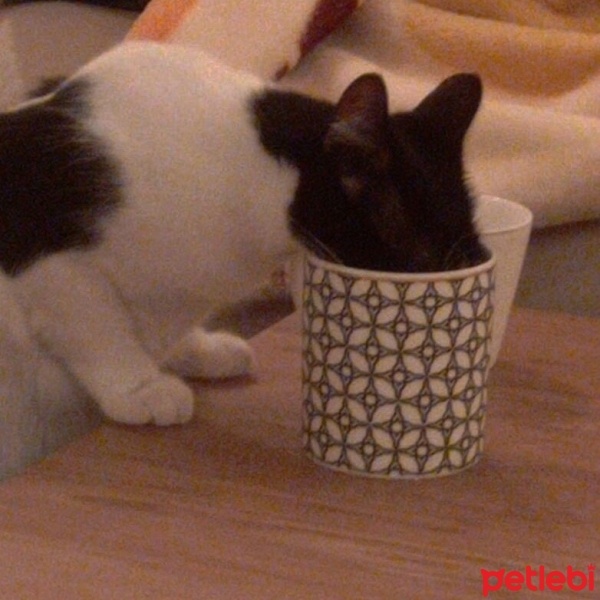Tekir Kedi, Kedi  Molly fotoğrafı