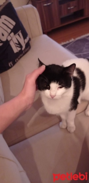 Tekir Kedi, Kedi  Molly fotoğrafı