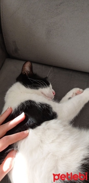 Tekir Kedi, Kedi  Molly fotoğrafı