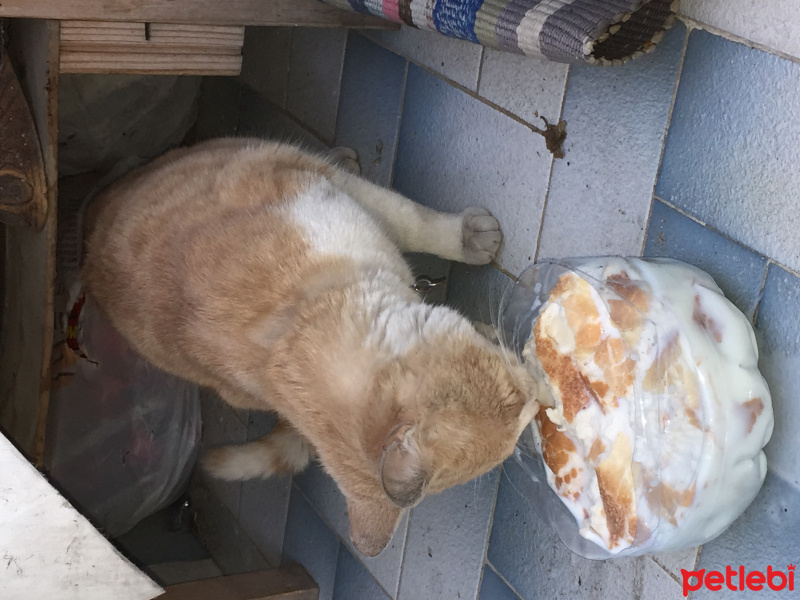 Tekir Kedi, Kedi  Kral fotoğrafı