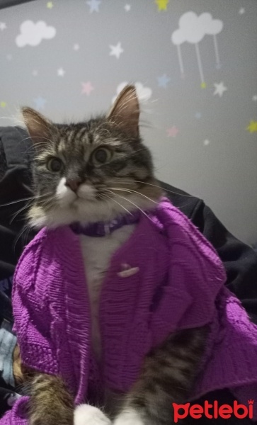 Tekir Kedi, Kedi  Misoş fotoğrafı