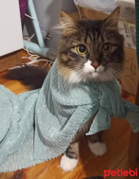 Tekir Kedi, Kedi  Misoş fotoğrafı