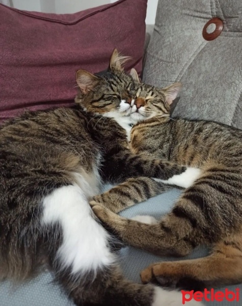 Tekir Kedi, Kedi  Misoş fotoğrafı