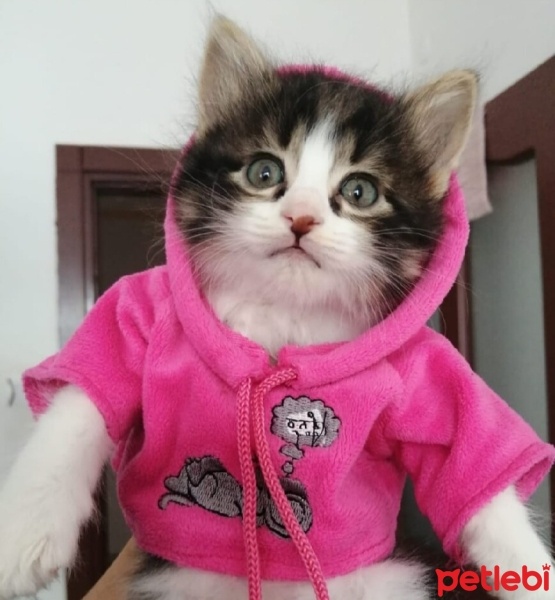 Tekir Kedi, Kedi  Misoş fotoğrafı