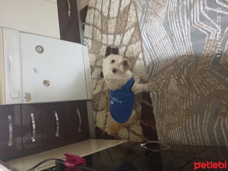 Tibet Terrieri, Köpek  Köpük fotoğrafı