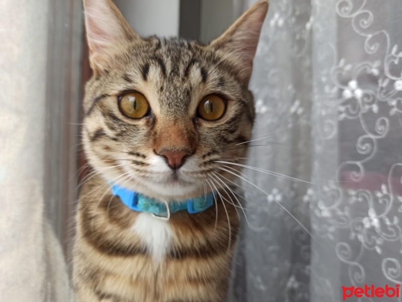 Tekir Kedi, Kedi  Limon fotoğrafı