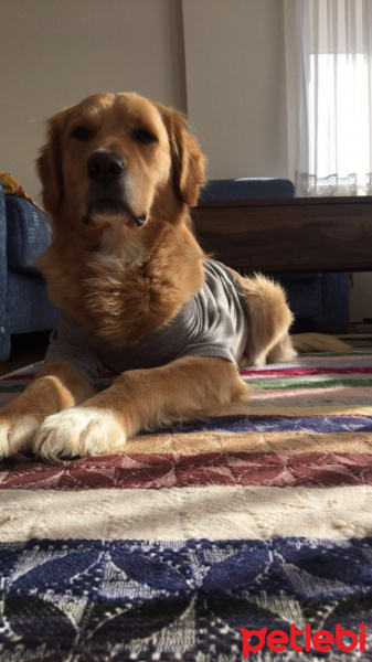 Golden Retriever, Köpek  Şans fotoğrafı