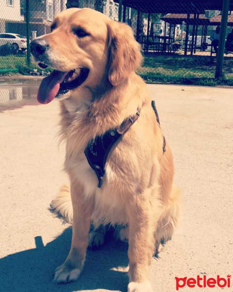 Golden Retriever, Köpek  Şans fotoğrafı