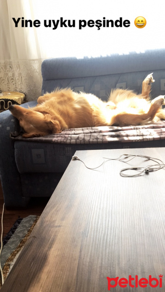 Golden Retriever, Köpek  Şans fotoğrafı