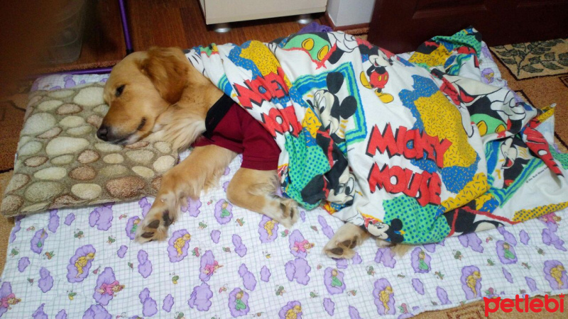 Golden Retriever, Köpek  Şans fotoğrafı