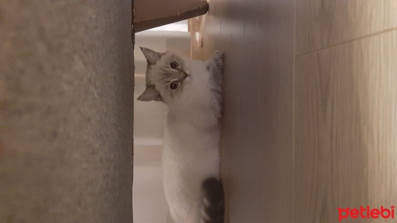 Scottish Fold, Kedi  Bulut fotoğrafı