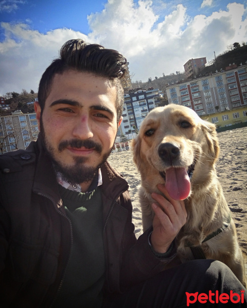 Golden Retriever, Köpek  Likör fotoğrafı