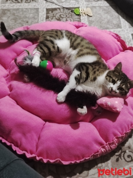 Tekir Kedi, Kedi  Müezza fotoğrafı