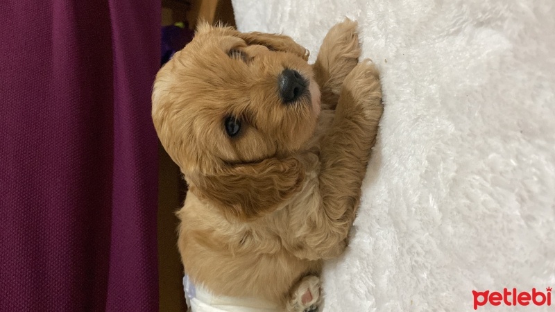 Maltese, Köpek  Toprak fotoğrafı
