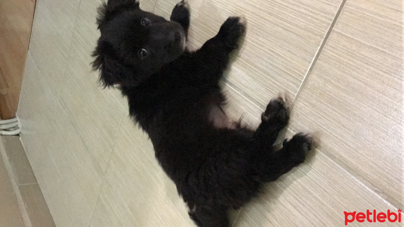 Russian Spaniel, Köpek  ÇAKIL fotoğrafı