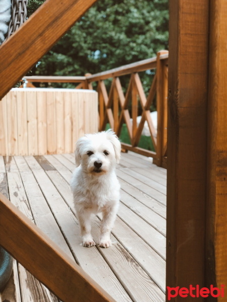 West Highland White Terrier, Köpek  Tofi fotoğrafı