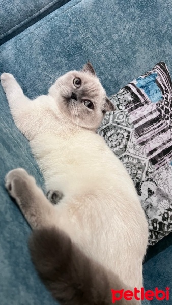 Scottish Fold, Kedi  Sütlaç fotoğrafı