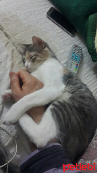 Tekir Kedi, Kedi  Tarçın fotoğrafı
