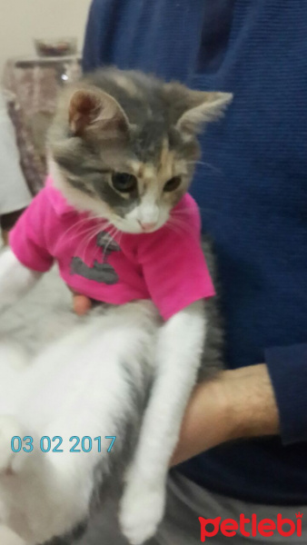 Tekir Kedi, Kedi  Tarçın fotoğrafı