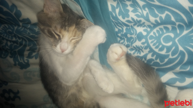 Tekir Kedi, Kedi  Tarçın fotoğrafı