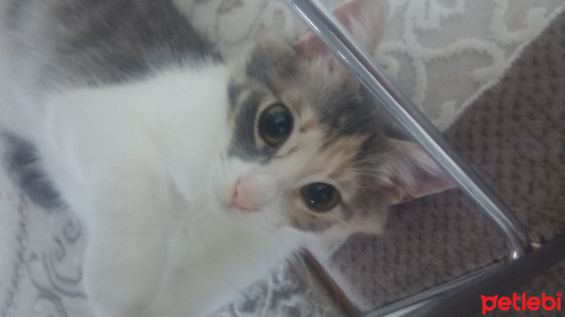 Tekir Kedi, Kedi  Tarçın fotoğrafı