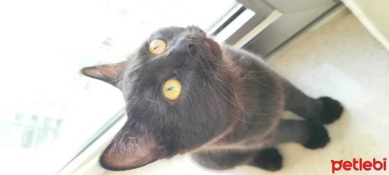 Mavi Rus, Kedi  Prenses fotoğrafı