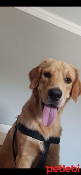 Golden Retriever, Köpek  asil fotoğrafı