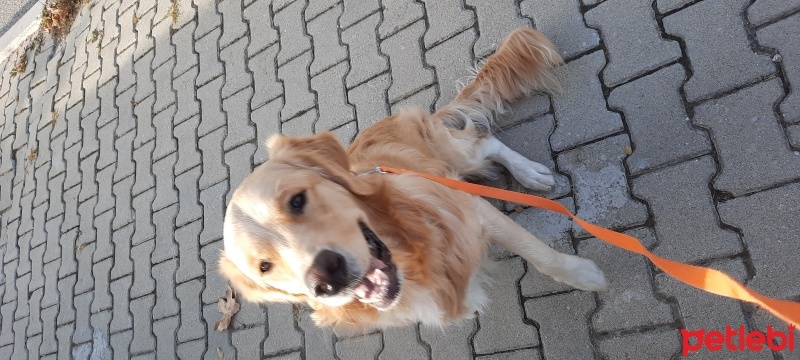 Golden Retriever, Köpek  Manch fotoğrafı