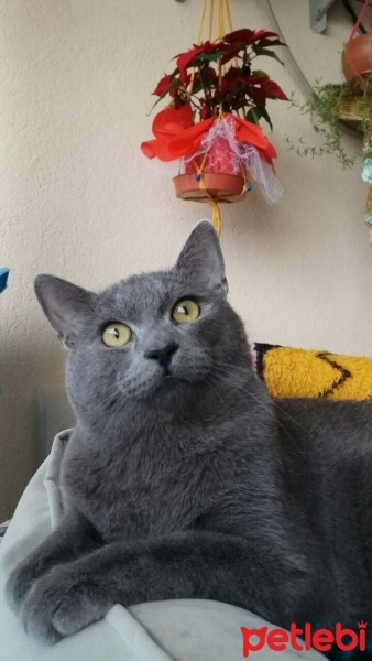 British Shorthair, Kedi  Gölge fotoğrafı