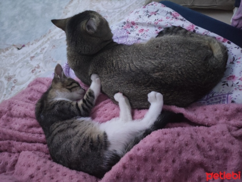 Tekir Kedi, Kedi  Viktor&zıpzıp& tarçın fotoğrafı