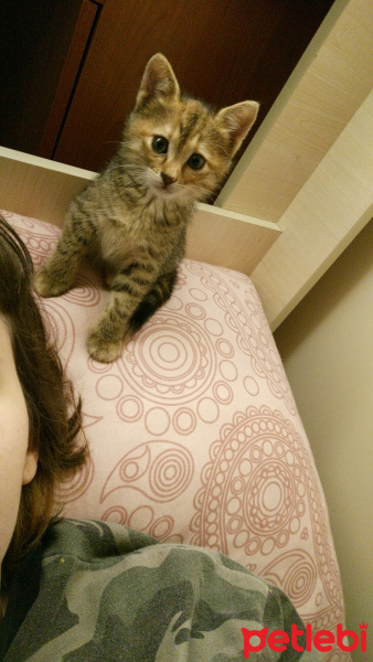 Tekir Kedi, Kedi  Badem fotoğrafı