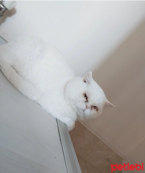 British Shorthair, Kedi  Pamuk fotoğrafı