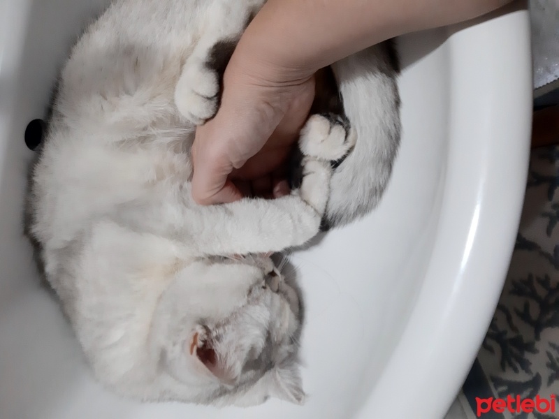 British Shorthair, Kedi  Pamuk fotoğrafı