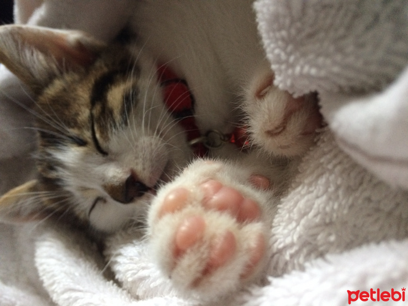 American Wirehair, Kedi  Şehzuvar fotoğrafı