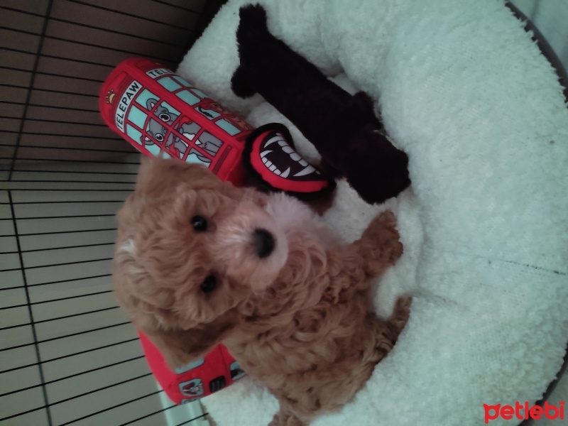 Poodle (Minyatür Kaniş), Köpek  Dobby fotoğrafı
