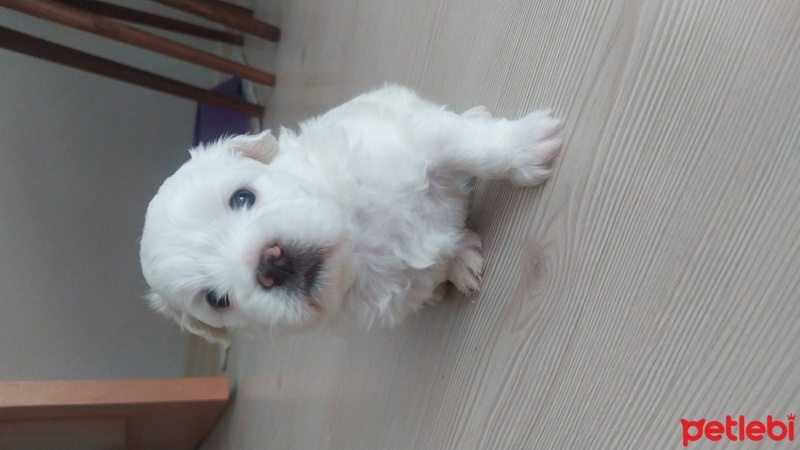 Maltese, Köpek  Rico fotoğrafı