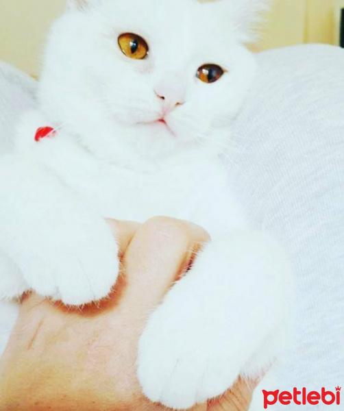 Van Kedisi, Kedi  Üzüm  fotoğrafı