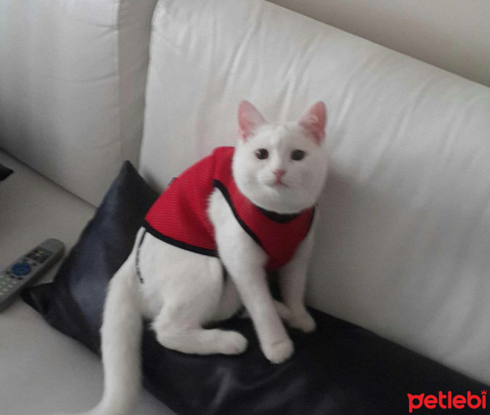 Van Kedisi, Kedi  Üzüm  fotoğrafı