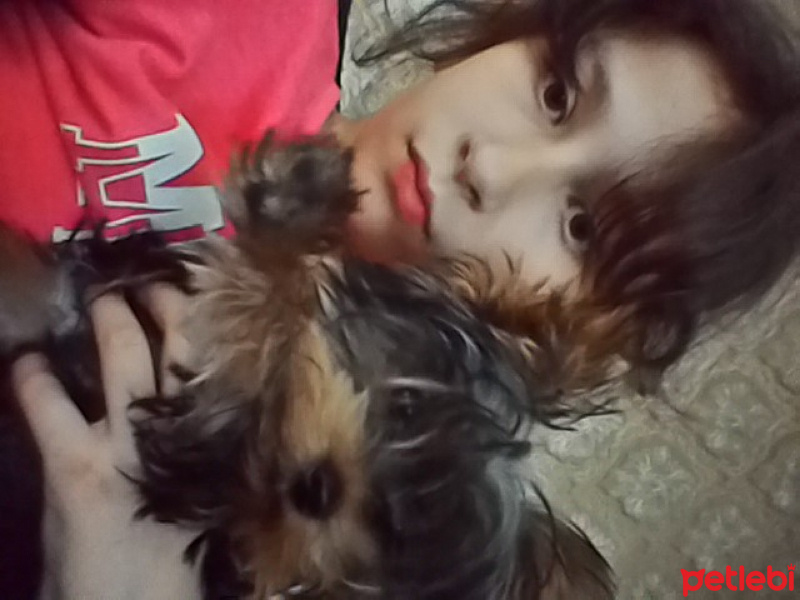 Yorkshire Terrier, Köpek  Mocha fotoğrafı
