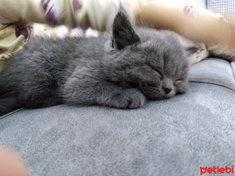 British Shorthair, Kedi  Viski fotoğrafı