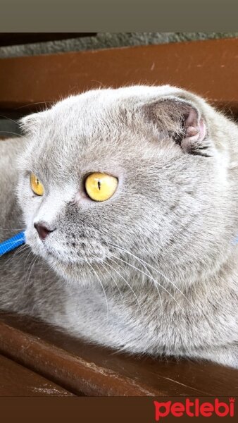 Scottish Fold, Kedi  Şila fotoğrafı