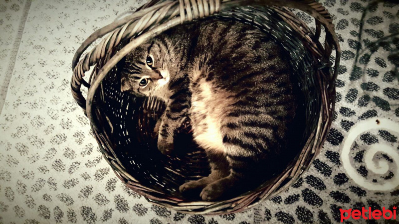 Scottish Fold, Kedi  Ayshe kadın  fotoğrafı