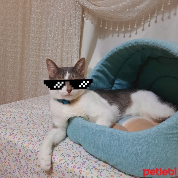 Tekir Kedi, Kedi  ALEX fotoğrafı