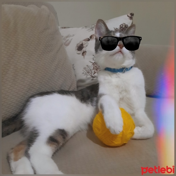 Tekir Kedi, Kedi  ALEX fotoğrafı