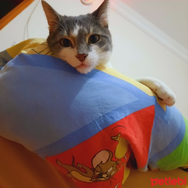 Tekir Kedi, Kedi  ALEX fotoğrafı